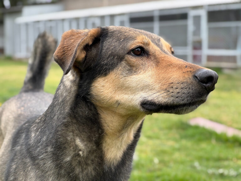 Llaman a adoptar a los 49 perritos del Metro en el Día Mundial del Animal sin Hogar