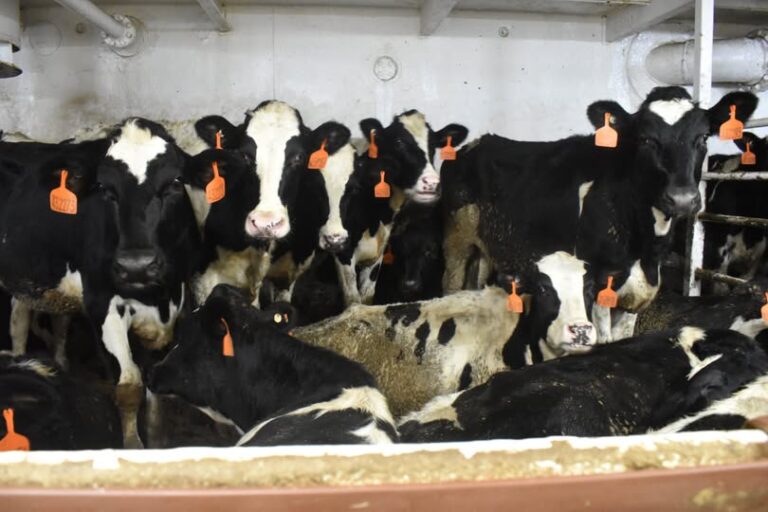 Con la importación de reses protegemos la salud y fortalecemos la ganadería mexicana: Agricultura