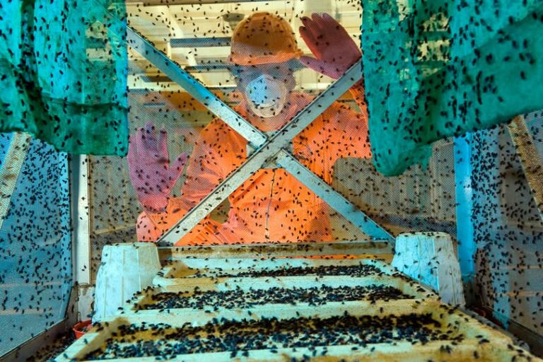 México intensifica combate contra el gusano barrenador del ganado