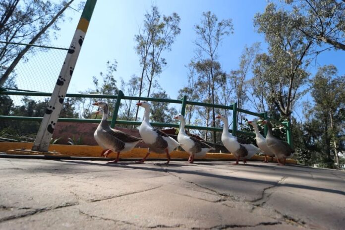 Parque del Pueblo celebra 50 años con semana cultural y artística en Nezahualcóyotl