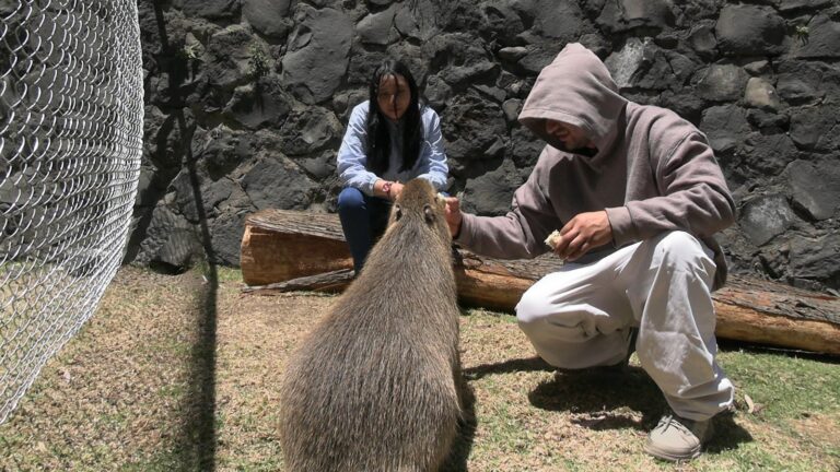 Capibaras conquistan corazones en el Parque Ecológico Zacango