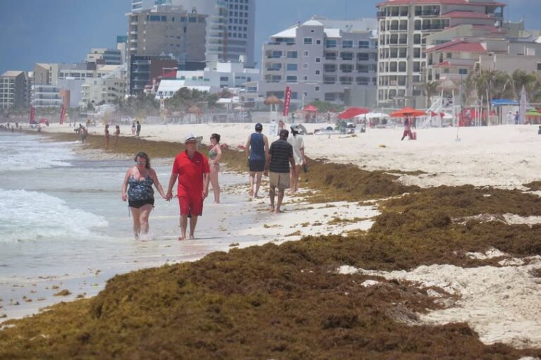Crisis del sargazo amenaza costas de Quintana Roo en verano 2025: advierten grave impacto ambiental, turístico y sanitario