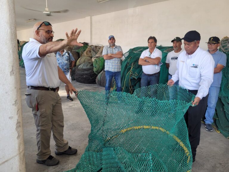México reafirma su compromiso con la protección de tortugas marinas y mantiene certificación para exportar camarón silvestre a EE.UU.