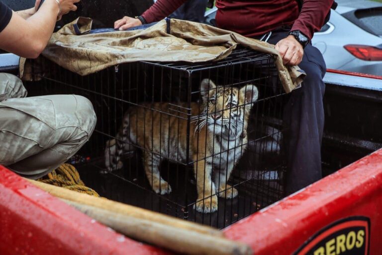 No permitiremos que la fauna silvestre sea tratada como mascota: Isaac Montoya