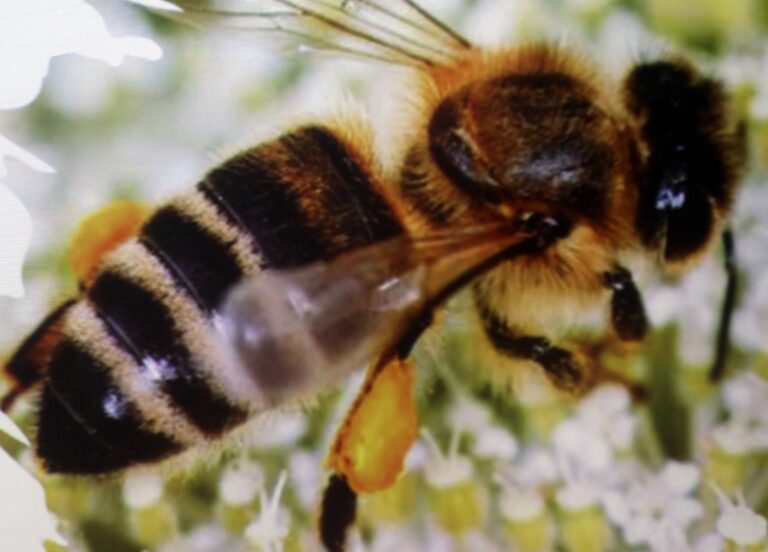 Las abejas sostienen la vida en el planeta: UAM realiza Abeja Con Ciencia para fomentar su protección