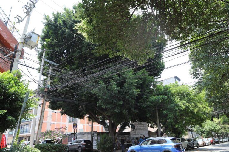 Salvan al árbol centenario “Laureano” y lo declaran patrimonio monumental en la CDMX