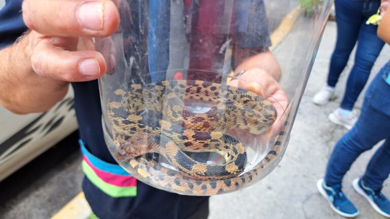 Rescatan en Ecatepec serpiente cincuate en peligro de extinción tras lluvias en la Sierra de Guadalupe