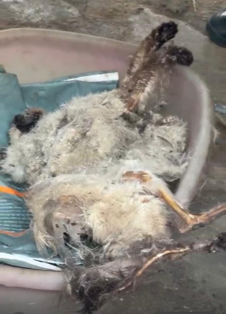 “En Naucalpan no hay cabida para el maltrato animal”: Isaac Montoya