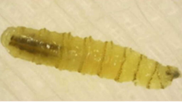 Confirman 13 casos de miasis por gusano barrenador en México; 4 están hospitalizados