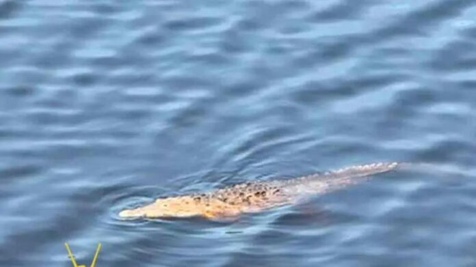 Niño cae de puente y es devorado por cocodrilos en Michoacán