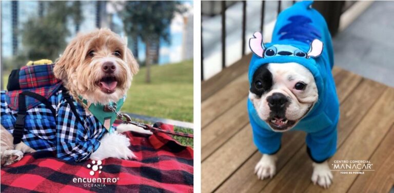 Celebra el Día del Perro en los mejores lugares y consiéntelo como se merece