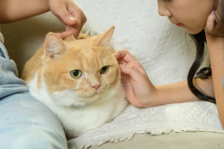 Boehringer Ingelheim impulsa la salud felina con tres pilares fundamentales. El arte de disfrutar con estilo y sentido.