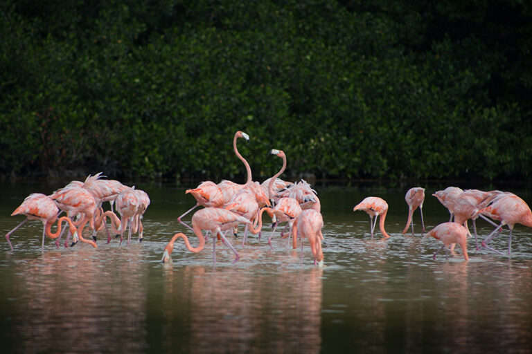 Estampas Yucatecas: La Ruta del Flamenco Rosado – Río Lagartos, Celestún, Las Coloradas y San Crisanto