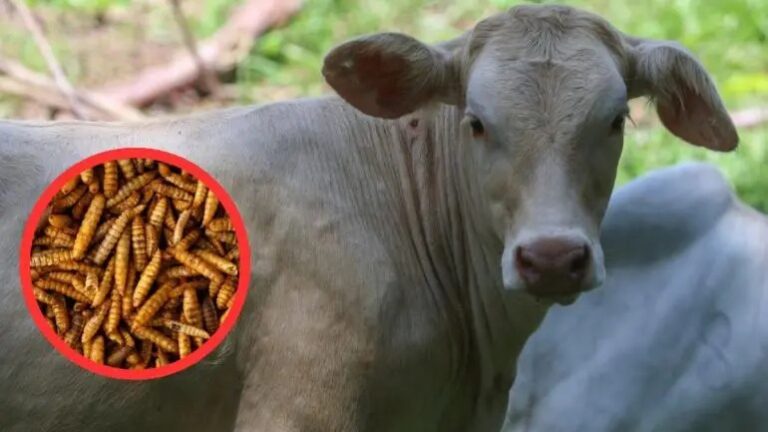 México y EU acuerdan plan binacional contra gusano barrenador