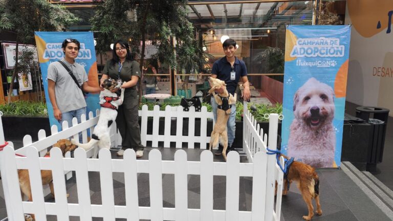 Más de 350 perritos encuentran un hogar gracias a “Huixquican”: Romina Contreras