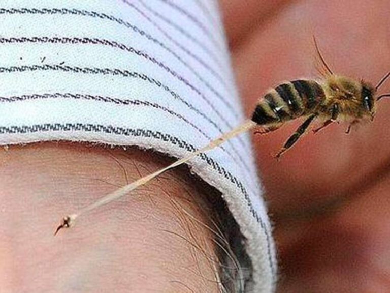 “Las picaduras de abeja causan más muertes que las mordeduras de serpiente en México”: Edgar Enrique Neri Castro