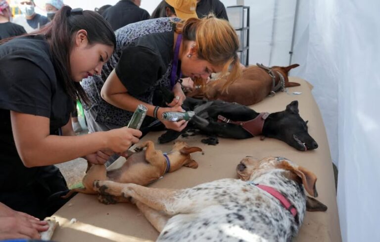En Tlalpan avanzamos en bienestar animal gracias a nuestras médicas y médicos veterinarios: Gaby Osorio