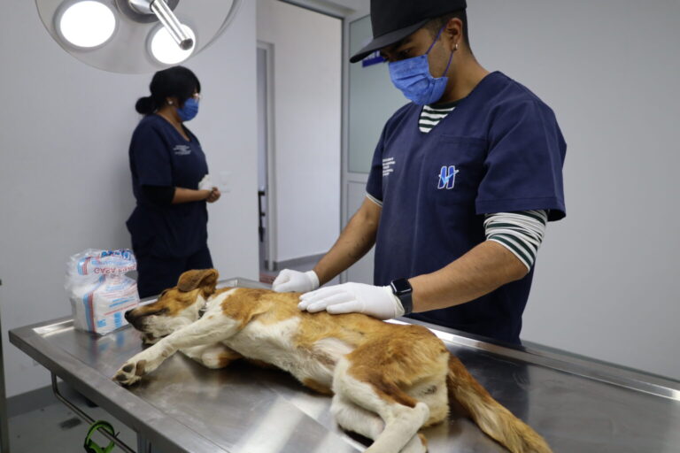 Huixquilucan refuerza programas de esterilización y atención veterinaria gratuita: Romina Contreras