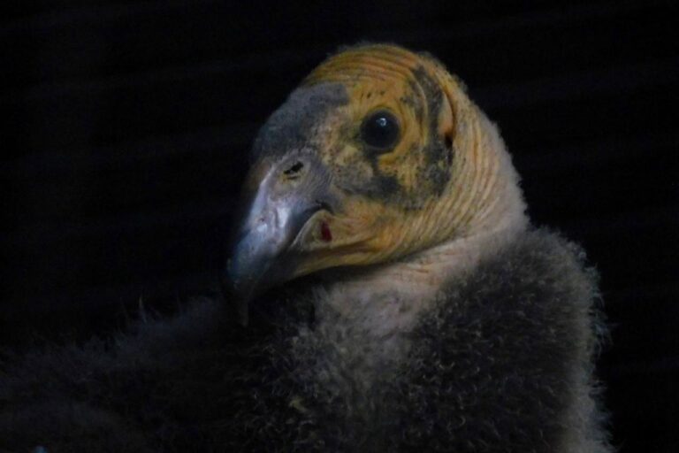 Nace polluelo de cóndor de California en Chapultepec: un avance histórico en la conservación de especies en peligro