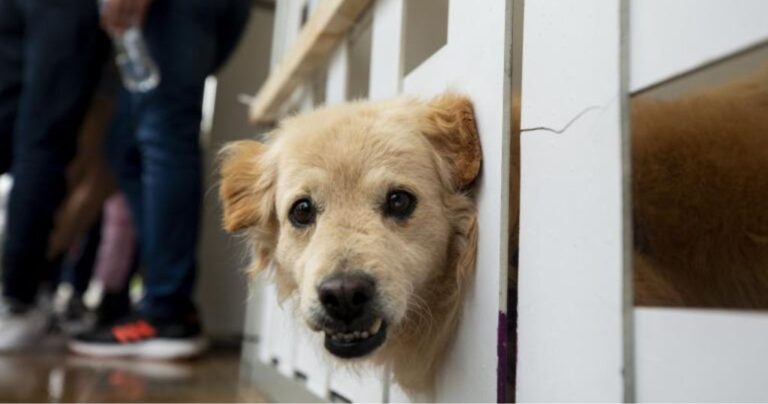 26 de agosto Día del Perro: cuidemos su salud en cada etapa de la vida