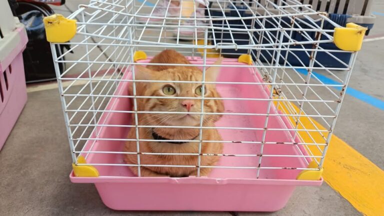 Realizan jornada de esterilización gratuita en Cuautitlán Izcalli para reducir población de perros y gatos en calle