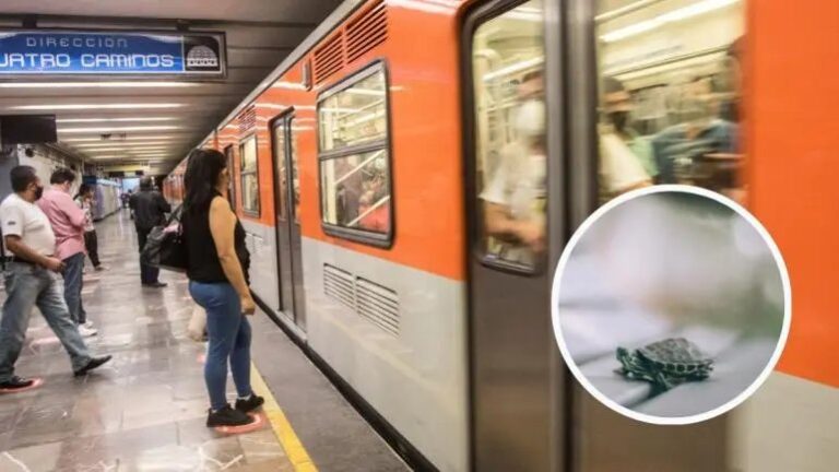 Tortuga pone en ‘modo lento’ al Metro en la Línea 2