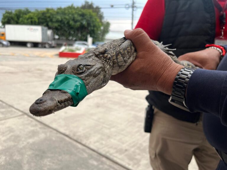 Aseguran en Cuautitlán Izcalli a cocodrilo de 80 centímetros dentro de un domicilio