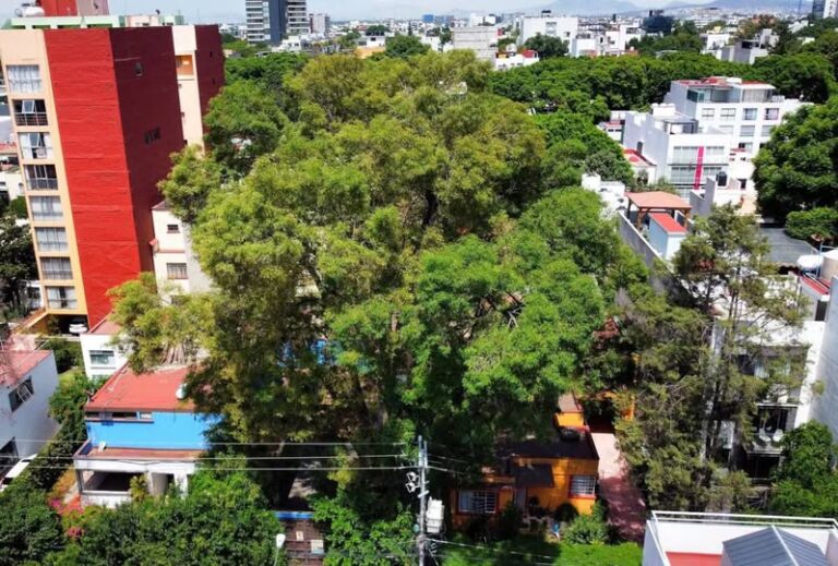 Romo propone proteger por ley a los árboles patrimoniales de la Ciudad de MéxicoBy México