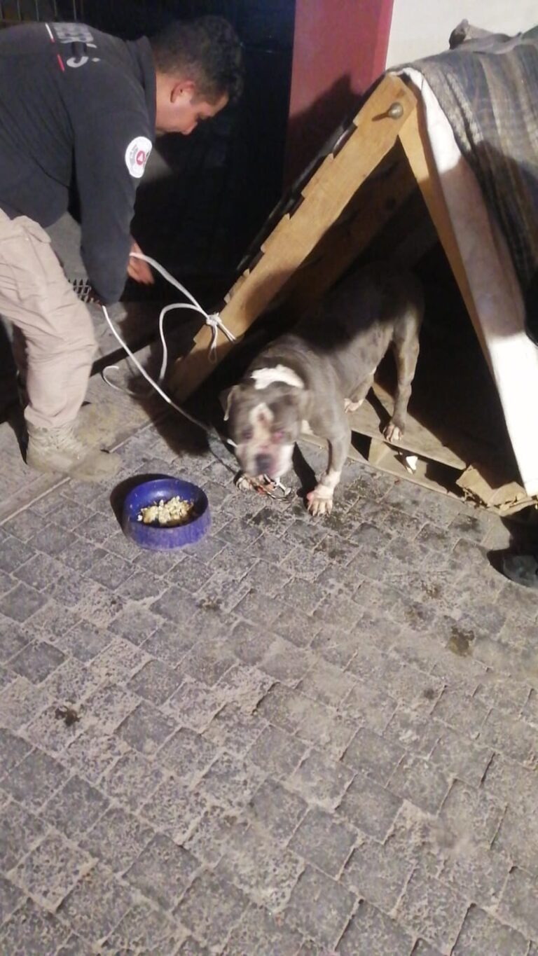 🗞️ Bomberos de Ecatepec rescatan a perro encadenado y con heridas en el parque Los Ahuehuetes