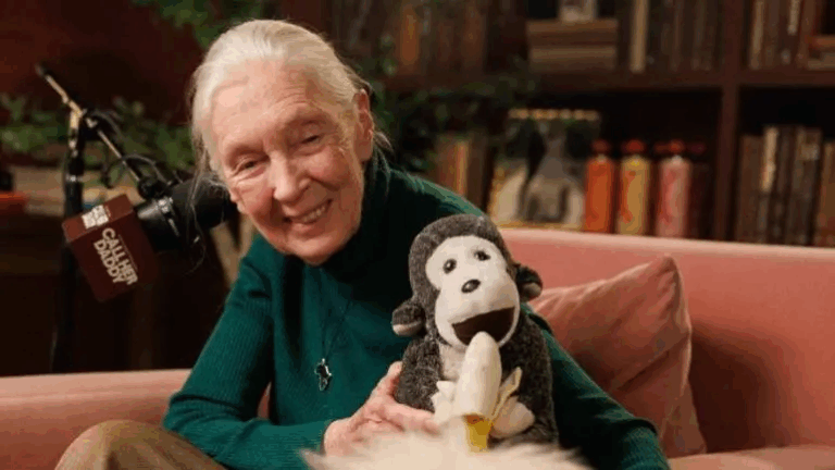 Fallece Jane Goodall, etóloga británica pionera en el estudio de los chimpancés