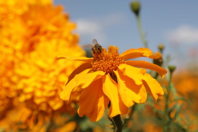 “El cempasúchil tiñe de vida los campos de Tecámac, tradición, fe y economía florecen rumbo al Día de Muertos”