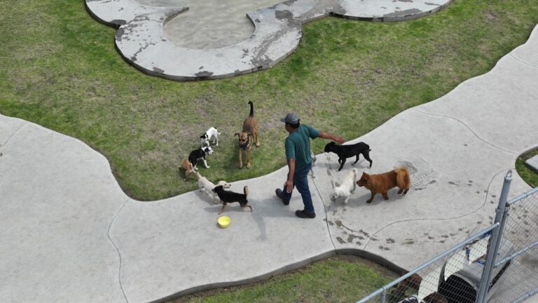 Tecámac impulsa bienestar animal con parque canino y políticas de convivencia responsable