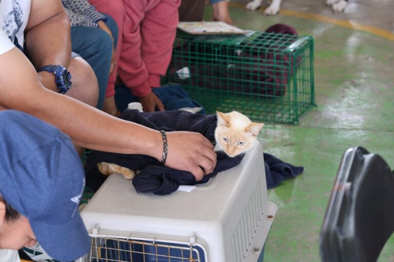 Tecámac impulsa bienestar animal con casi 10 mil esterilizaciones y más de 170 rescates en 2025