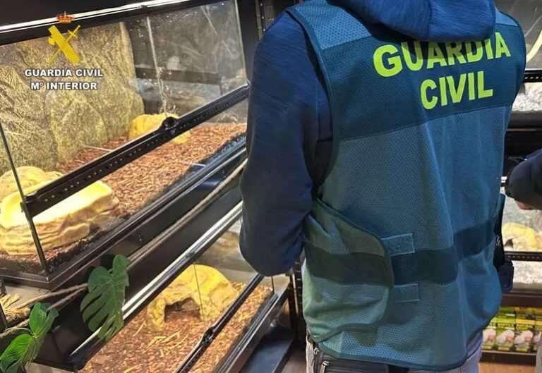 Guardia Civil de España incauta 472 animales exóticos en un “falso refugio”