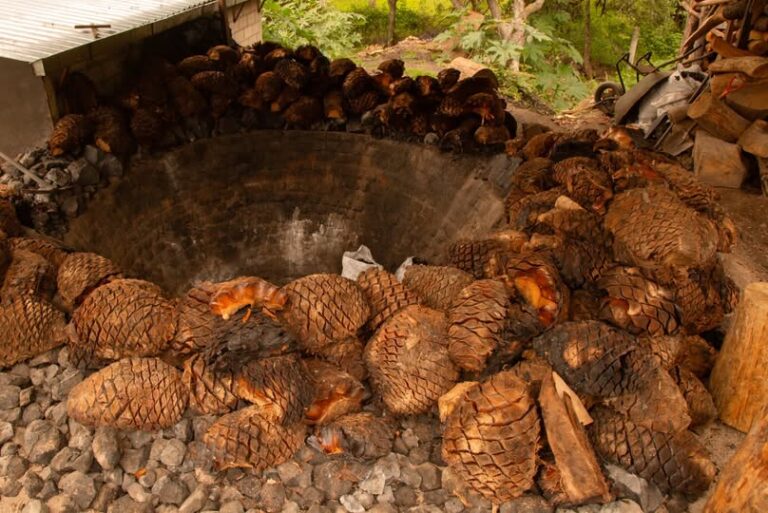 Edomex alista programa integral para certificar a productores ante la próxima Denominación de Origen del Mezcal