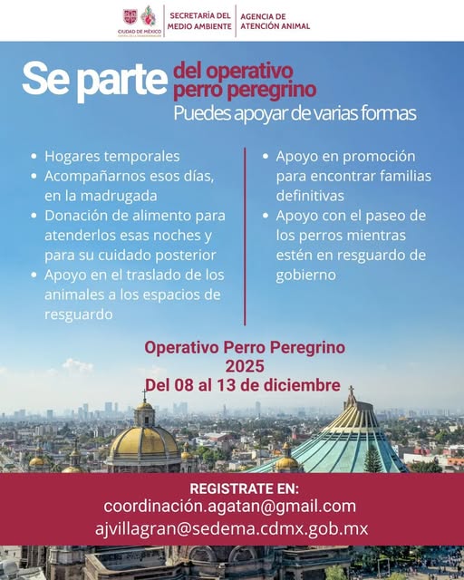 CDMX activa Operativo Perro Peregrino 2025 para atender abandono animal durante festejos guadalupanos