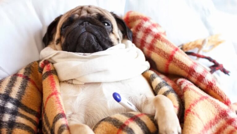 Cuidar una mascota implica más de cariño: mantenerla sana puede superar los $30 mil pesos anuales