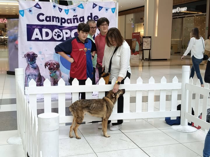 Huixquilucan da hogar a más de 400 perritos rescatados y refuerza la adopción responsable