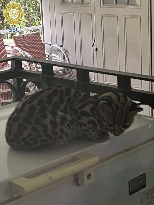 Rescatan a gato silvestre que ingresó a una vivienda en Álvaro Obregón