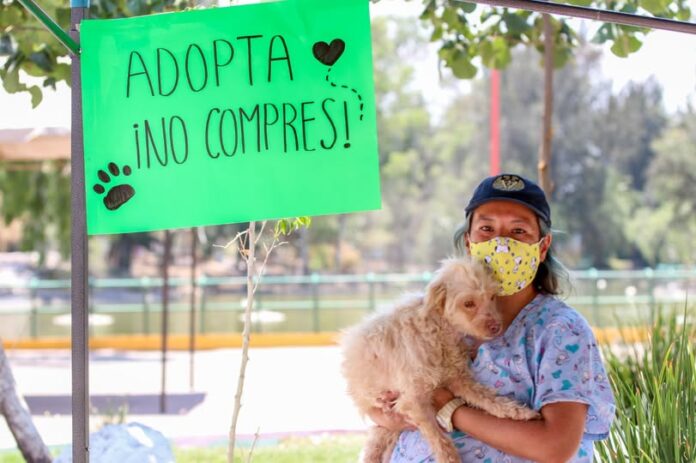 Nezahualcóyotl refuerza el bienestar animal: más de mil esterilizaciones y 122 adopciones en 2025