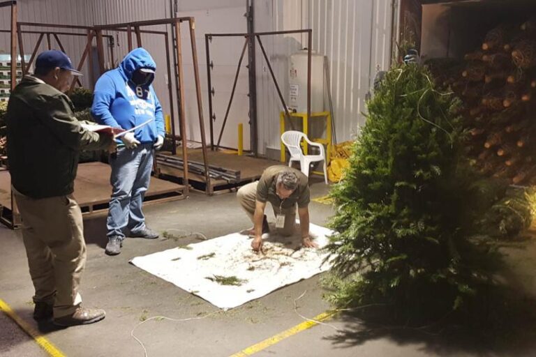 En 2025, Semarnat evitó el ingreso de peligrosas plagas forestales a México