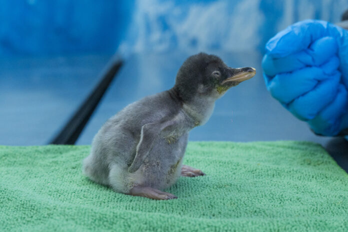Bebé Pingüino