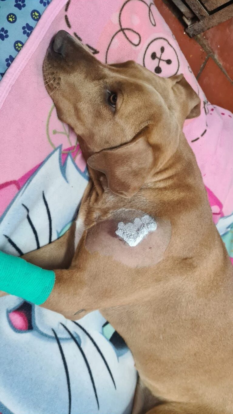 Protección Civil del Metro rescata y salva a perrita gravemente herida en Pantitlán Protección Civil del Metro rescata y salva a perrita gravemente herida en Pantitlán