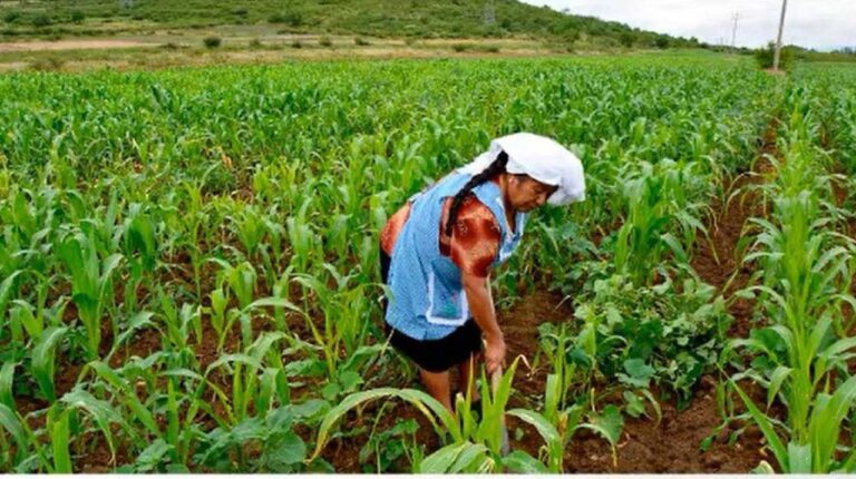 Migración masculina multiplica la carga laboral de las mujeres rurales sin romper el orden patriarcal Migración masculina multiplica la carga laboral de las mujeres rurales sin romper el orden patriarcal