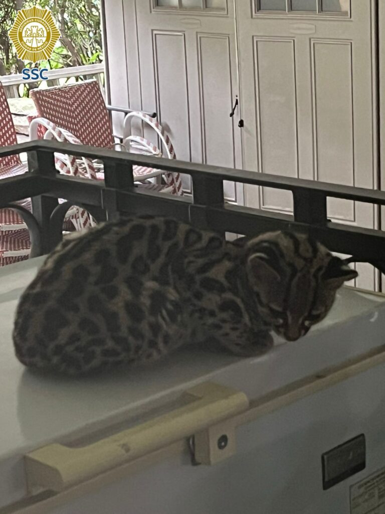 Rescatan a gato silvestre que ingresó a una vivienda en Álvaro Obregón