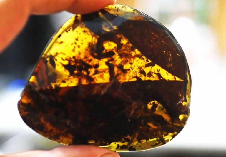 Descubren en Chiapas árbol extinto que dio origen al ámbar mexicano