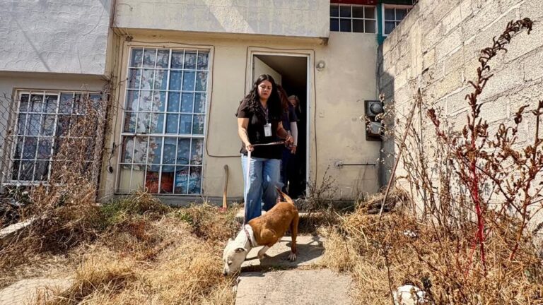 Rescatan en Cuautitlán Izcalli a pitbull víctima de maltrato durante operativo conjunto