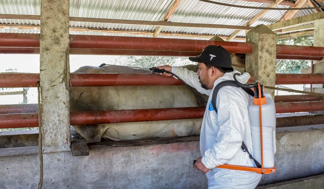 🐄🚨 Contención histórica del gusano barrenador: México reduce casos activos y refuerza control sanitario