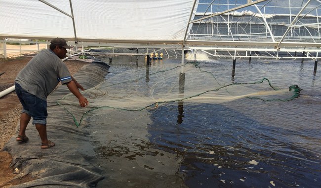 Conapesca impulsa desarrollo de actividad acuícola durante 2025