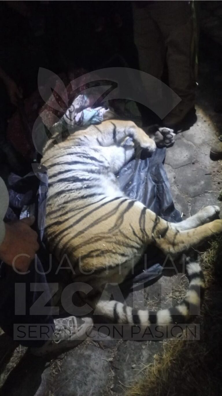 Tigre en zona habitacional de Izcalli desata operativo federal